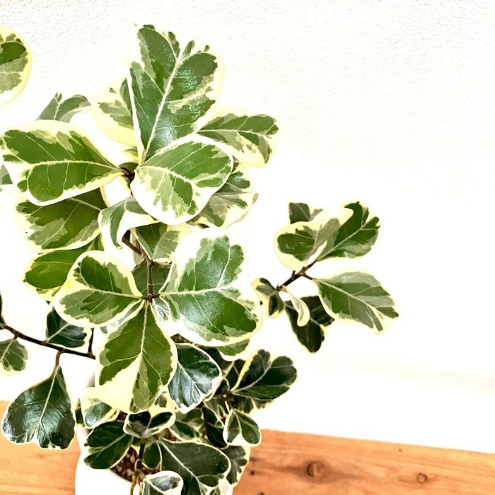 観葉植物現品販売