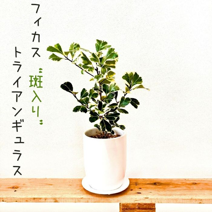 観葉植物現品販売