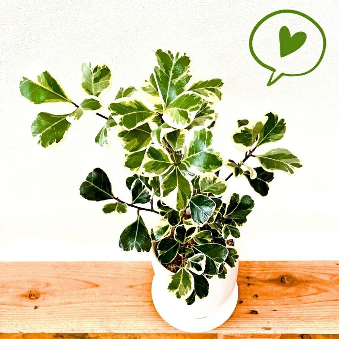 観葉植物現品販売