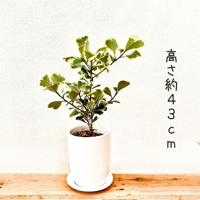 観葉植物現品販売