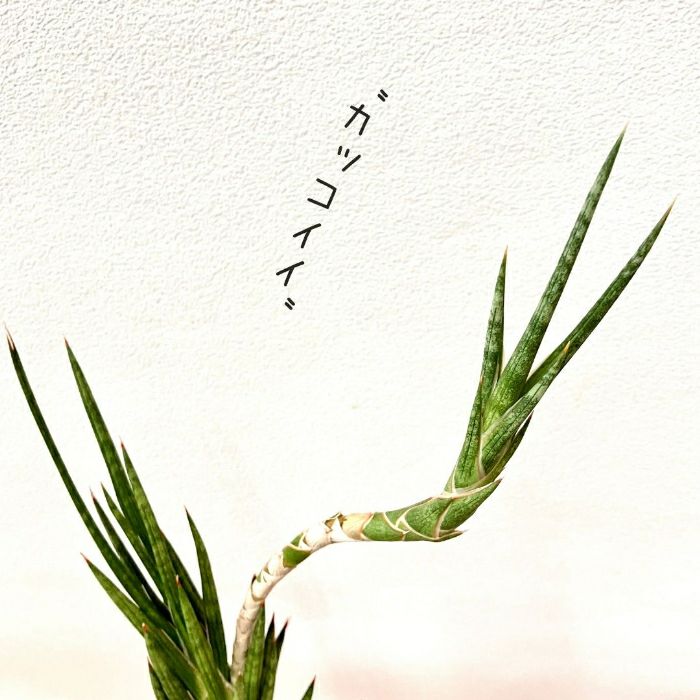 観葉植物現品販売