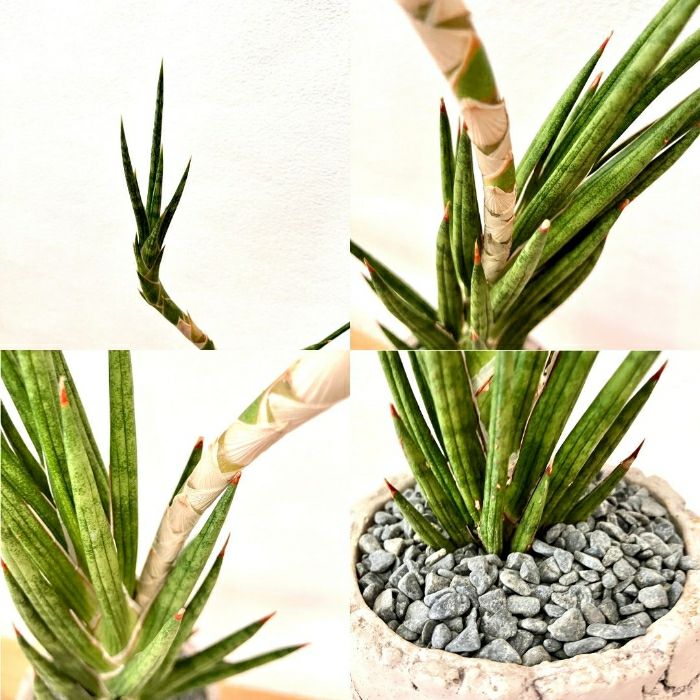 観葉植物現品販売