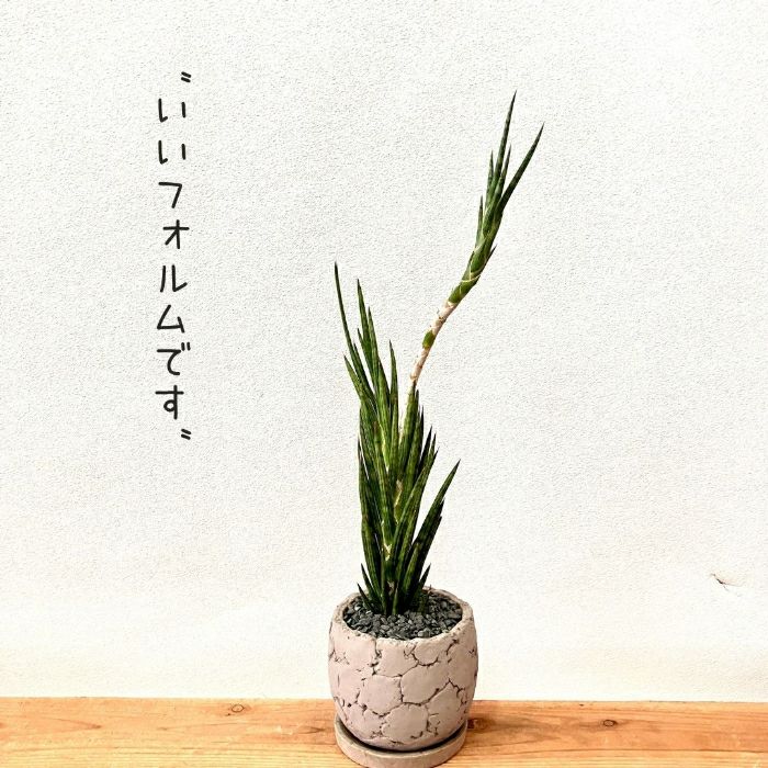 観葉植物現品販売