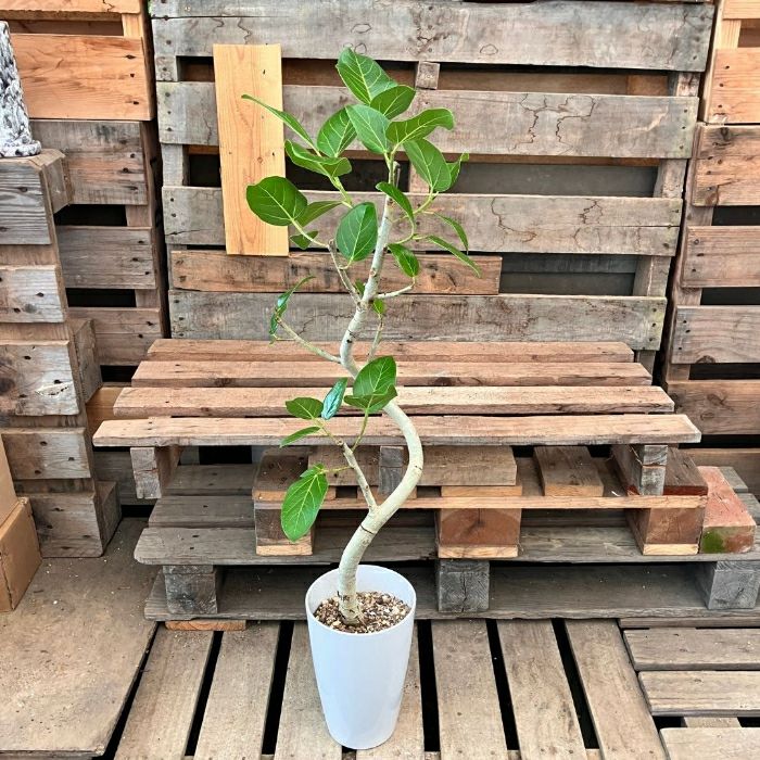 観葉植物現品販売