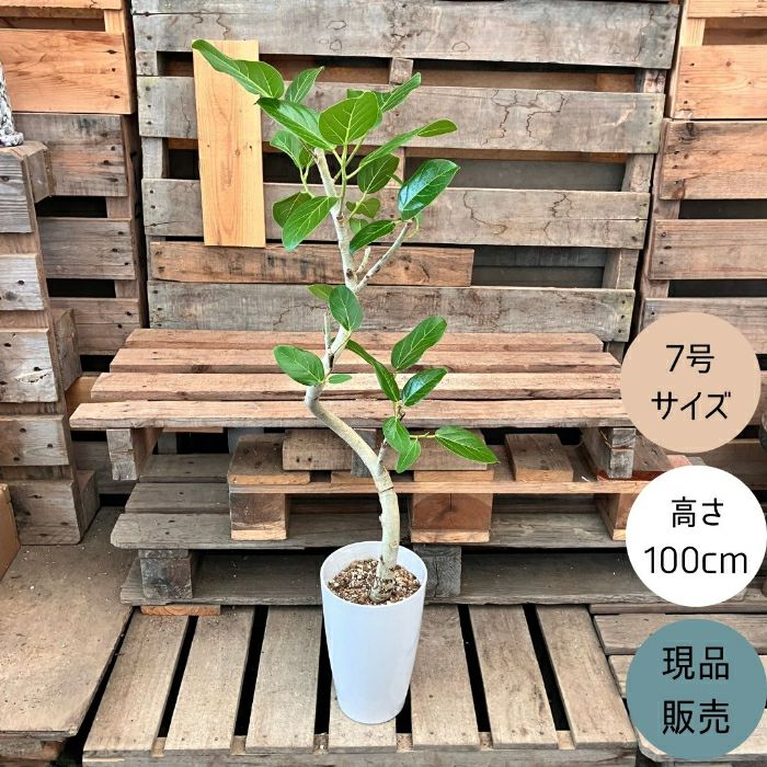 観葉植物現品販売