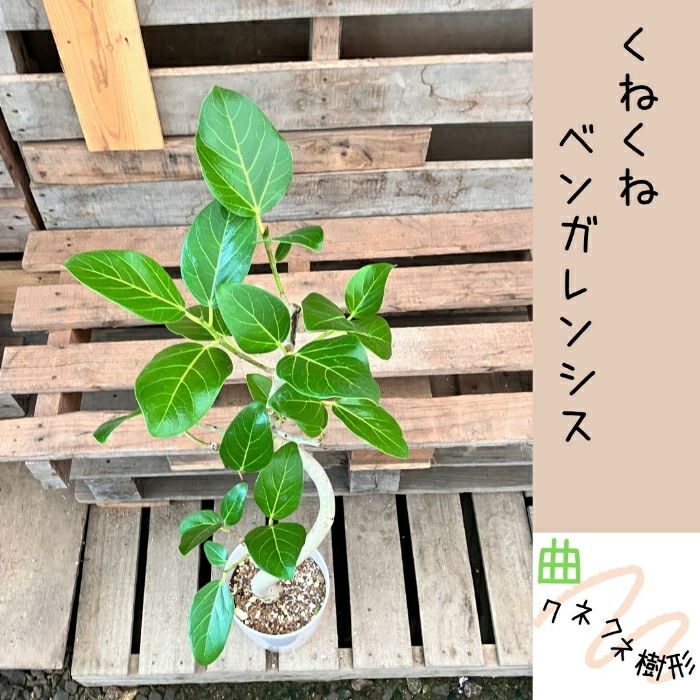 観葉植物現品販売