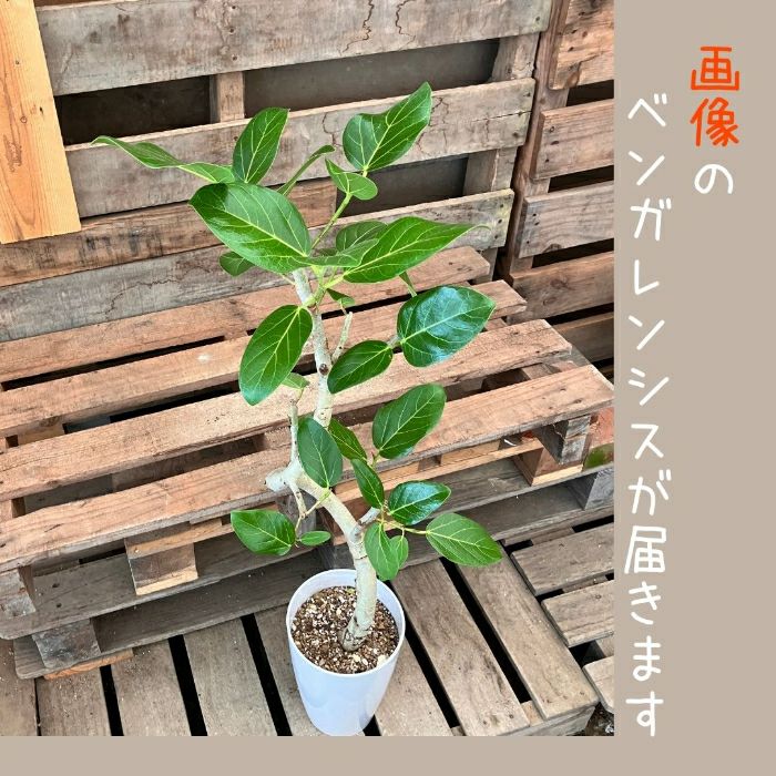 観葉植物現品販売