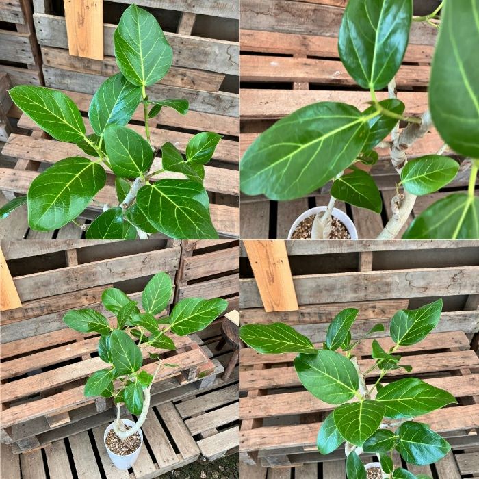 観葉植物現品販売