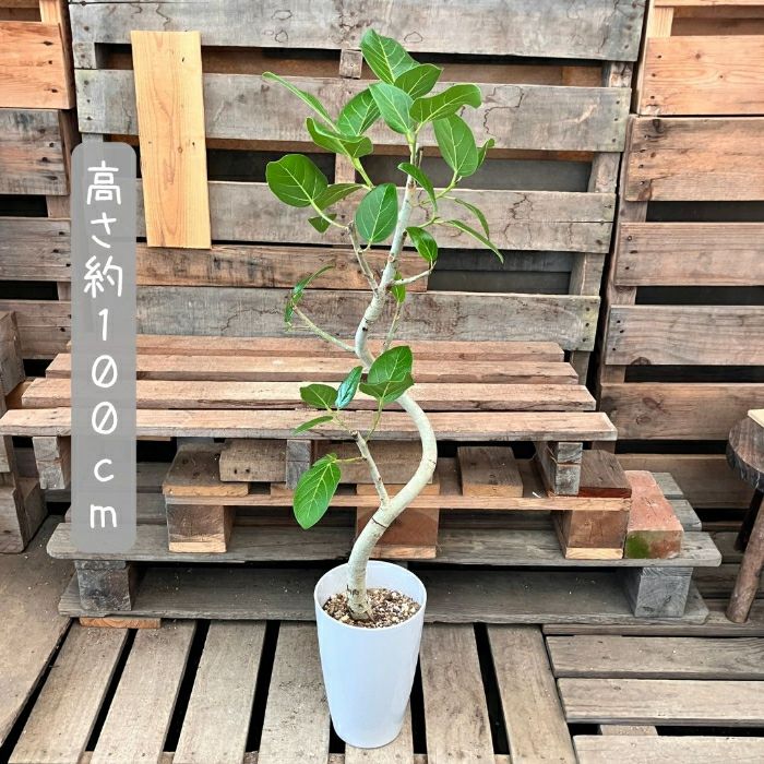 観葉植物現品販売