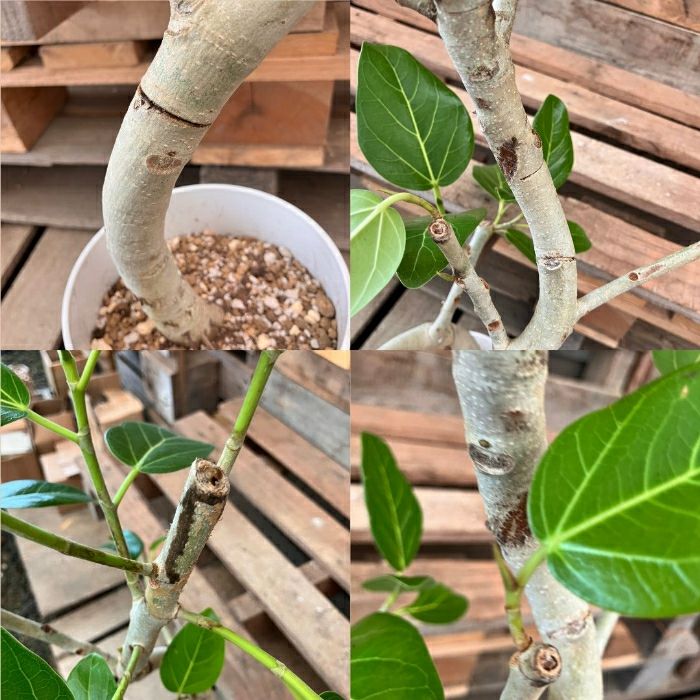 観葉植物現品販売