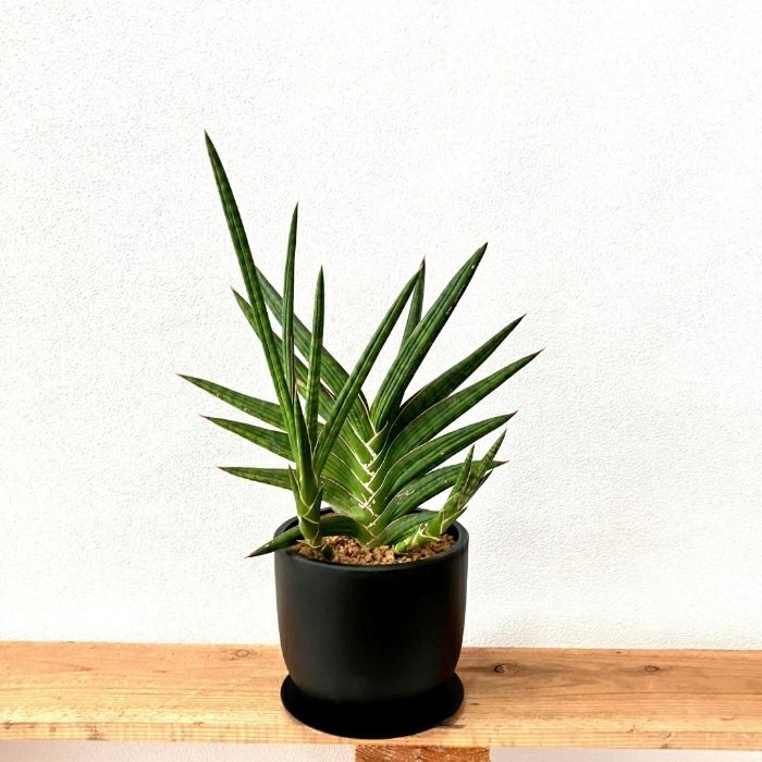 観葉植物 本物 であい 【現品】希少 ユーフォルビア グランディア 