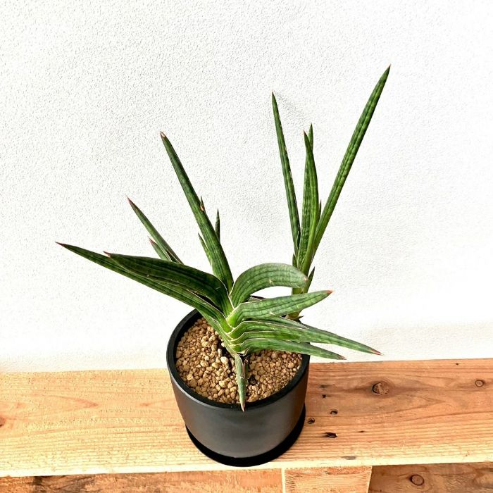 観葉植物現品販売