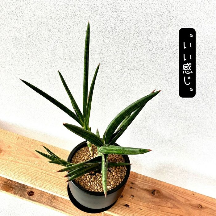 観葉植物現品販売