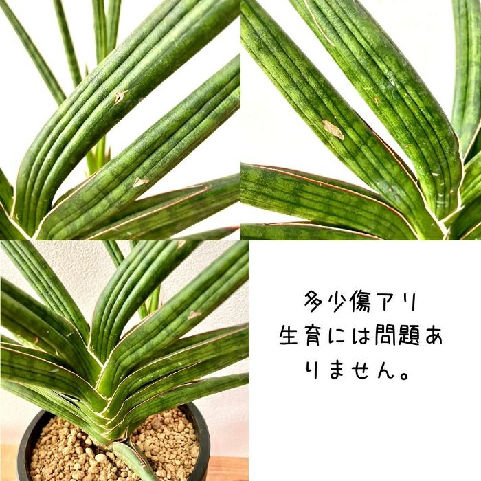 観葉植物現品販売