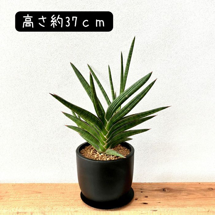 観葉植物現品販売