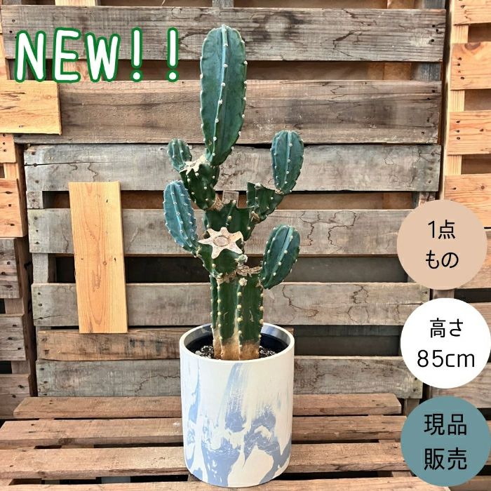 観葉植物現品販売