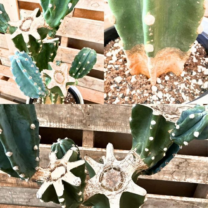 観葉植物現品販売