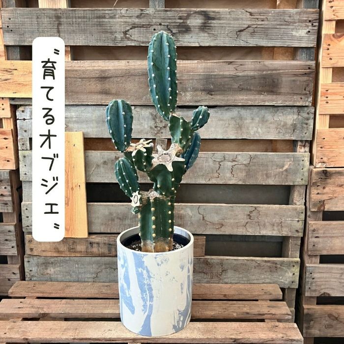 観葉植物現品販売