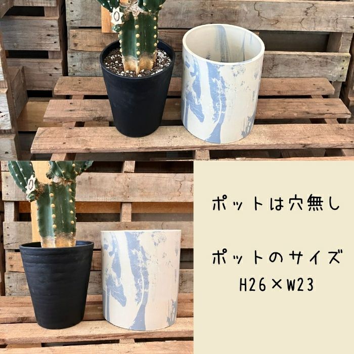 観葉植物現品販売