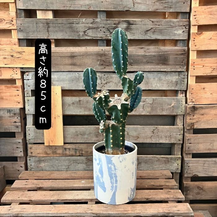 観葉植物現品販売
