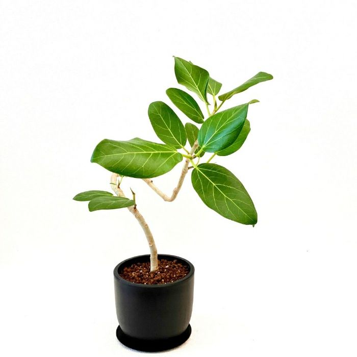 観葉植物現品販売