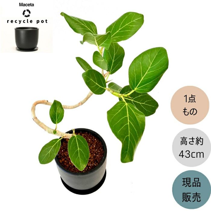 観葉植物現品販売