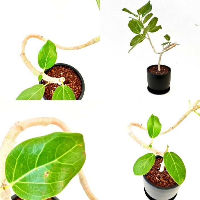 観葉植物現品販売