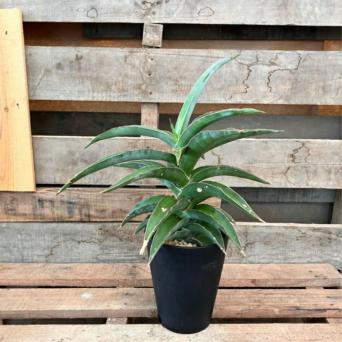 観葉植物現品販売