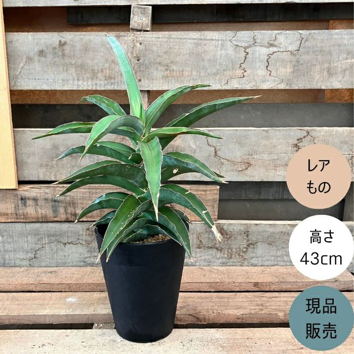 観葉植物現品販売