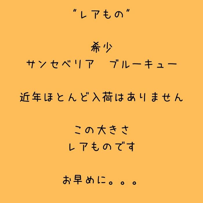 観葉植物現品販売