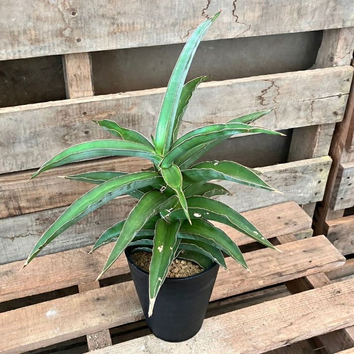 観葉植物現品販売