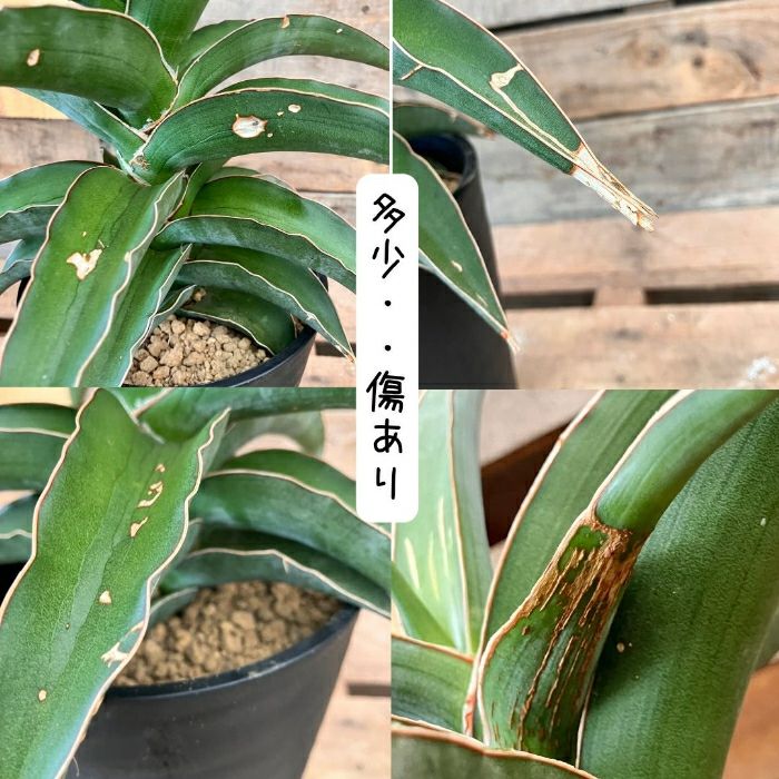 観葉植物現品販売