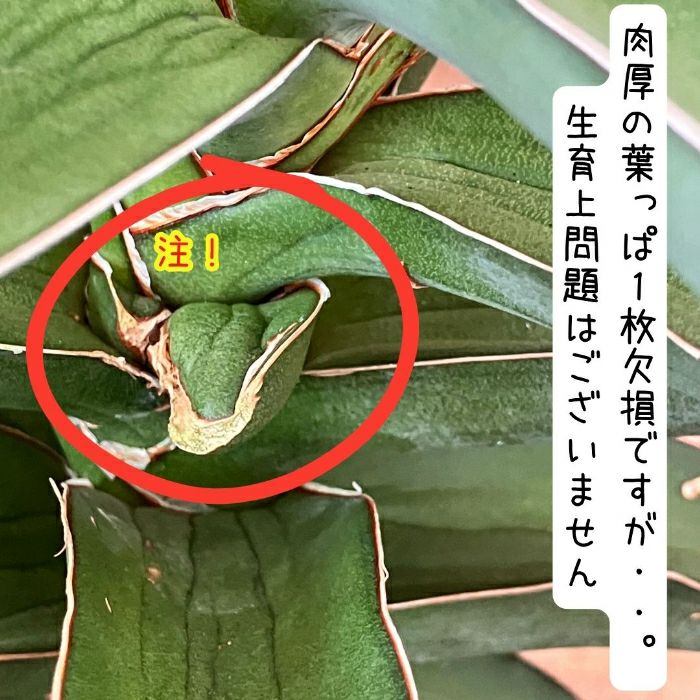 観葉植物現品販売