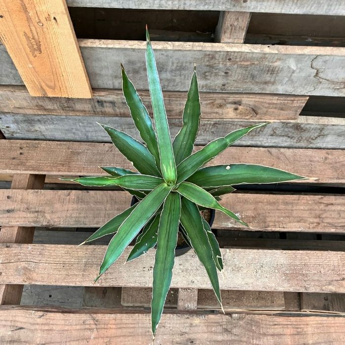 観葉植物現品販売