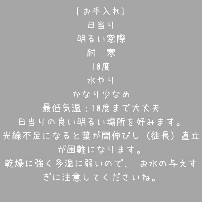 観葉植物現品販売