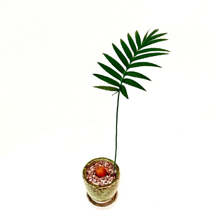 観葉植物現品販売