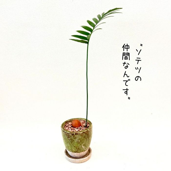 観葉植物現品販売