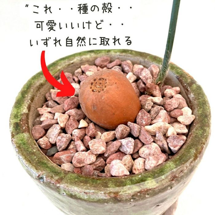 観葉植物現品販売