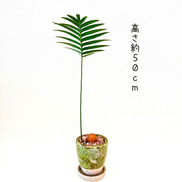 観葉植物現品販売