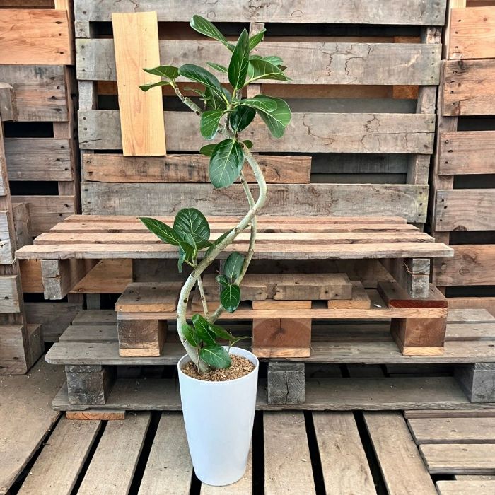 観葉植物現品販売