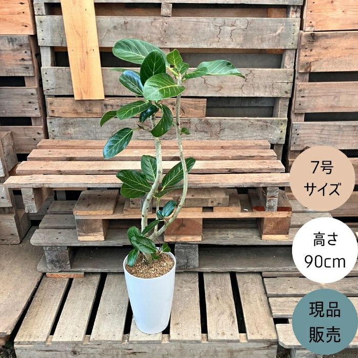 観葉植物現品販売