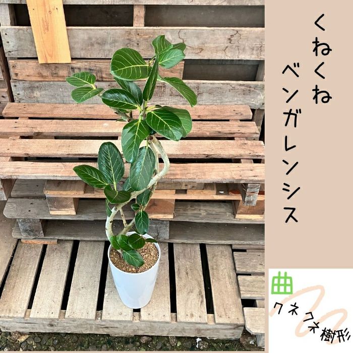 観葉植物現品販売