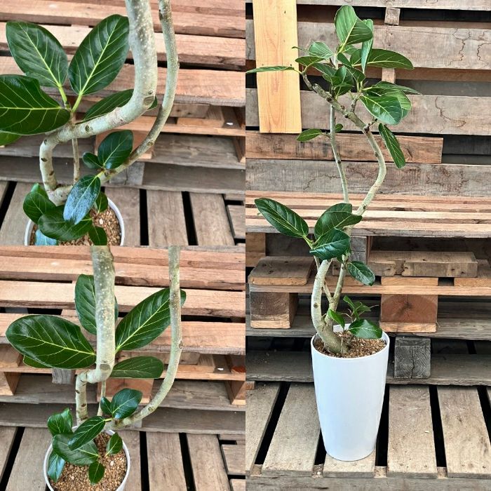 観葉植物現品販売