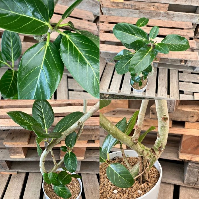 観葉植物現品販売