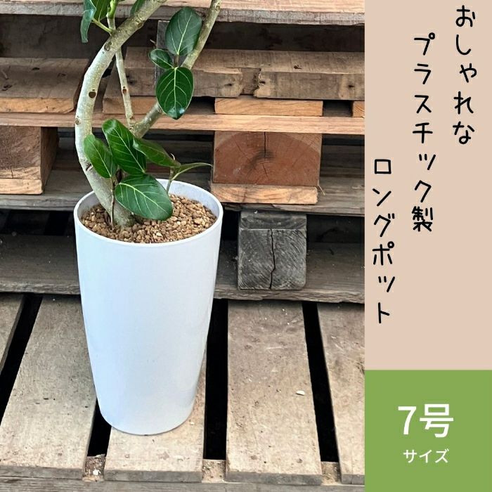 観葉植物現品販売