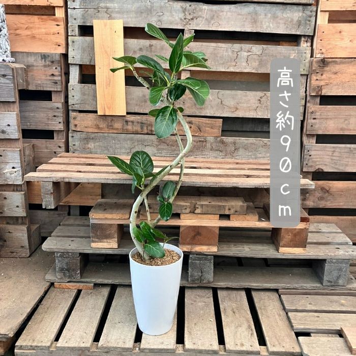 観葉植物現品販売