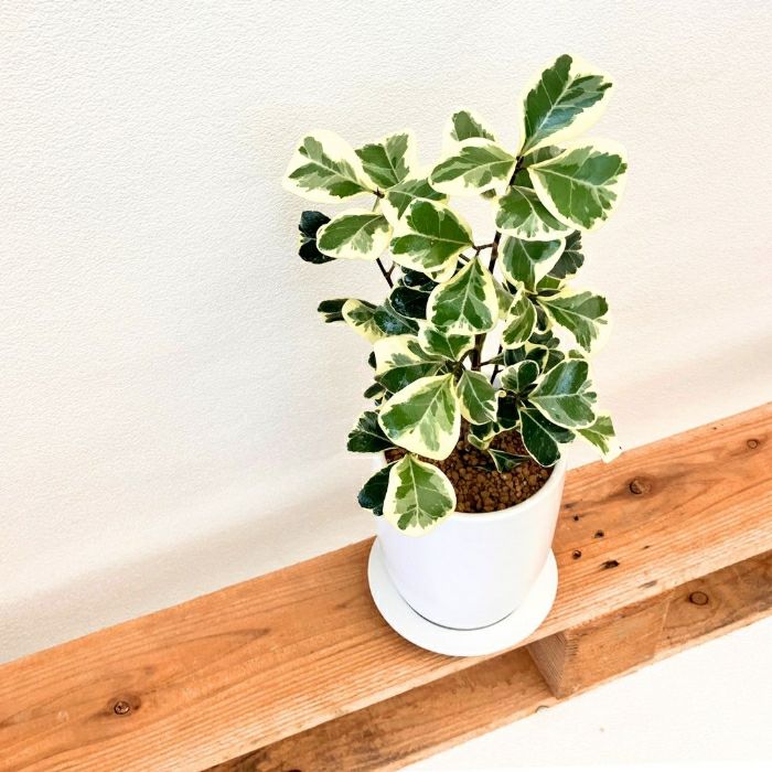 観葉植物現品販売