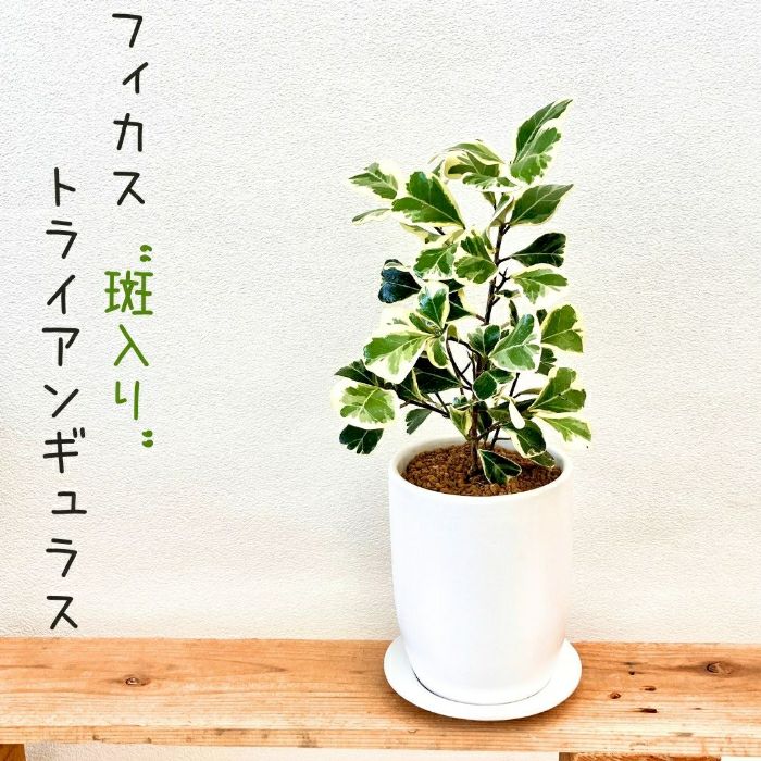 観葉植物現品販売