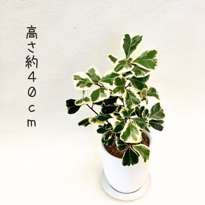 観葉植物現品販売