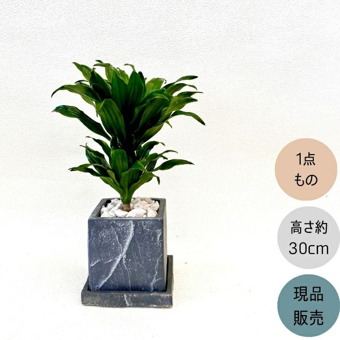 観葉植物現品販売